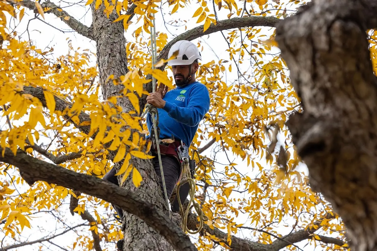 Skilled Tree Planing crew working in Troy
